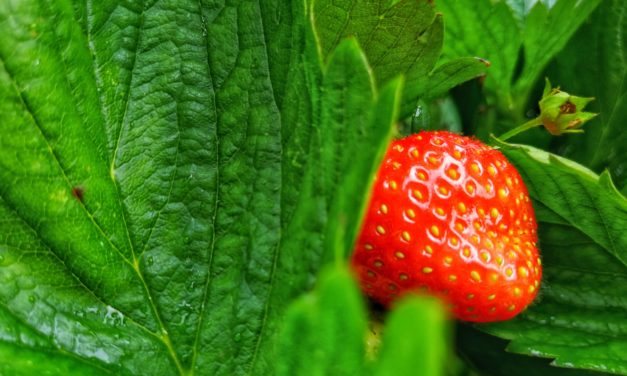 Erdbeeren selber pflücken – 3 Spots in Stormarn
